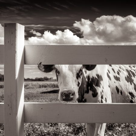 Linda's Farm, Verona, Wisconsin by Michael Knapstein